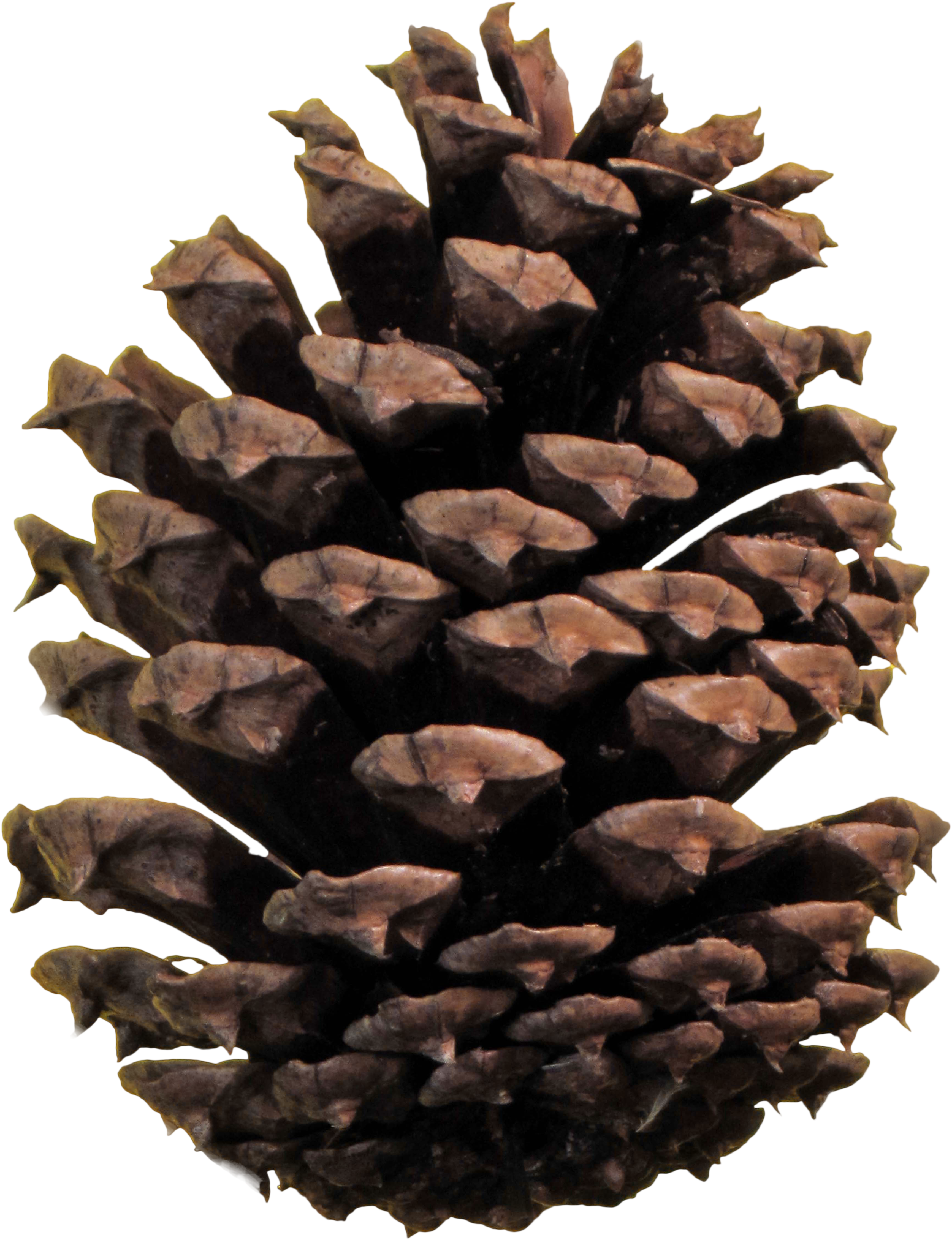 Pine Cone Clipart At Getdrawings - Pinha Png (4998x6663)