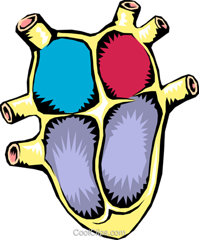 Human Heart Royalty Free Vector Clip Art Illustration - 4 Chambers Of The Heart (398x480)