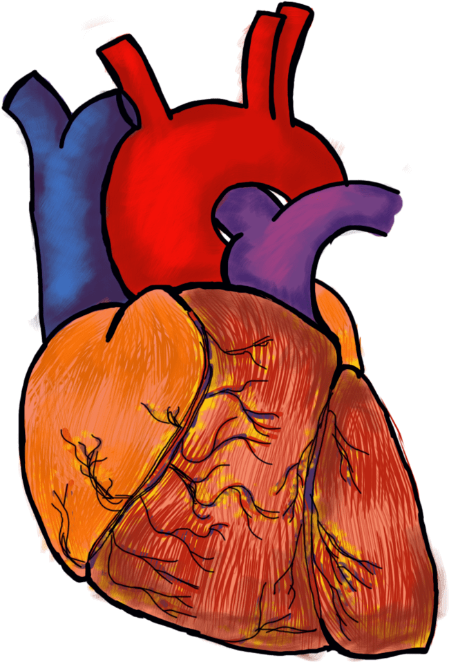 Human Heart Drawing - Human Heart Png Hd (1024x970)