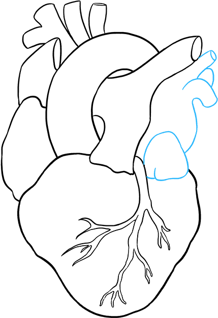429 X 625 3 - Human Heart Drawing (429x625)