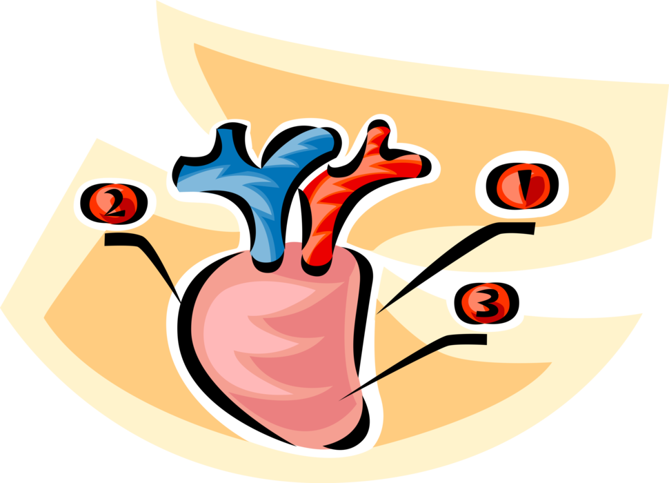 Human Heart Royalty Free Vector Clip Art Illustration - Human Heart Royalty Free Vector Clip Art Illustration (970x700)