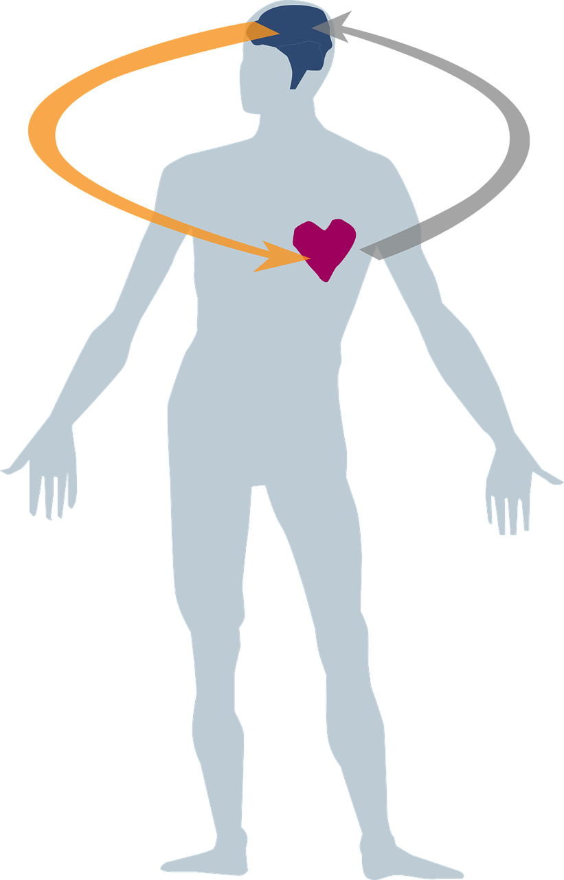 Heart,brain,male - Heart (821x1280)