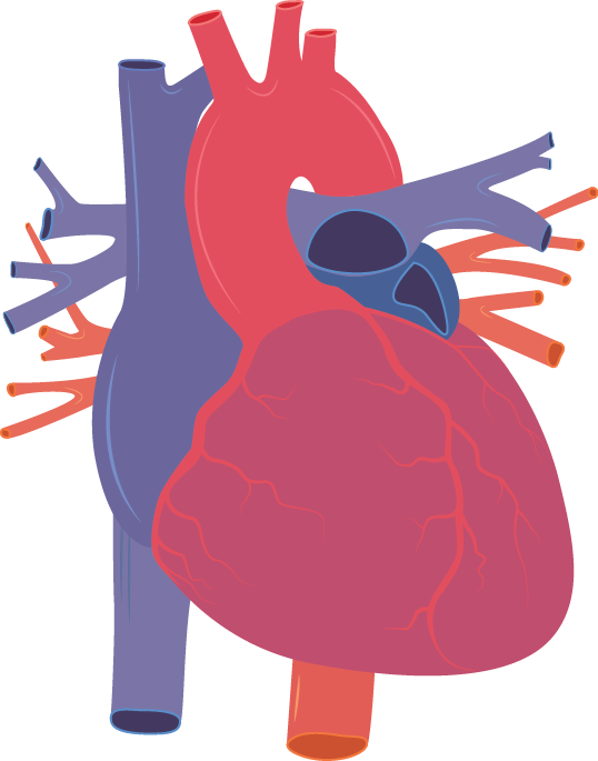 Heart Unrealistic Ofc By Creativsis On Deviantart - Human Heart Vector Png (538x685)