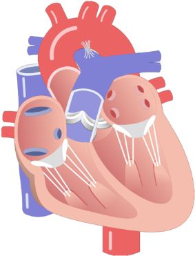 Interior View Of The Heart Valves - Fgf 23 (770x406)