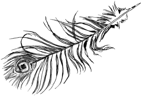 Eva Peacock Feather - Sketch (555x350)