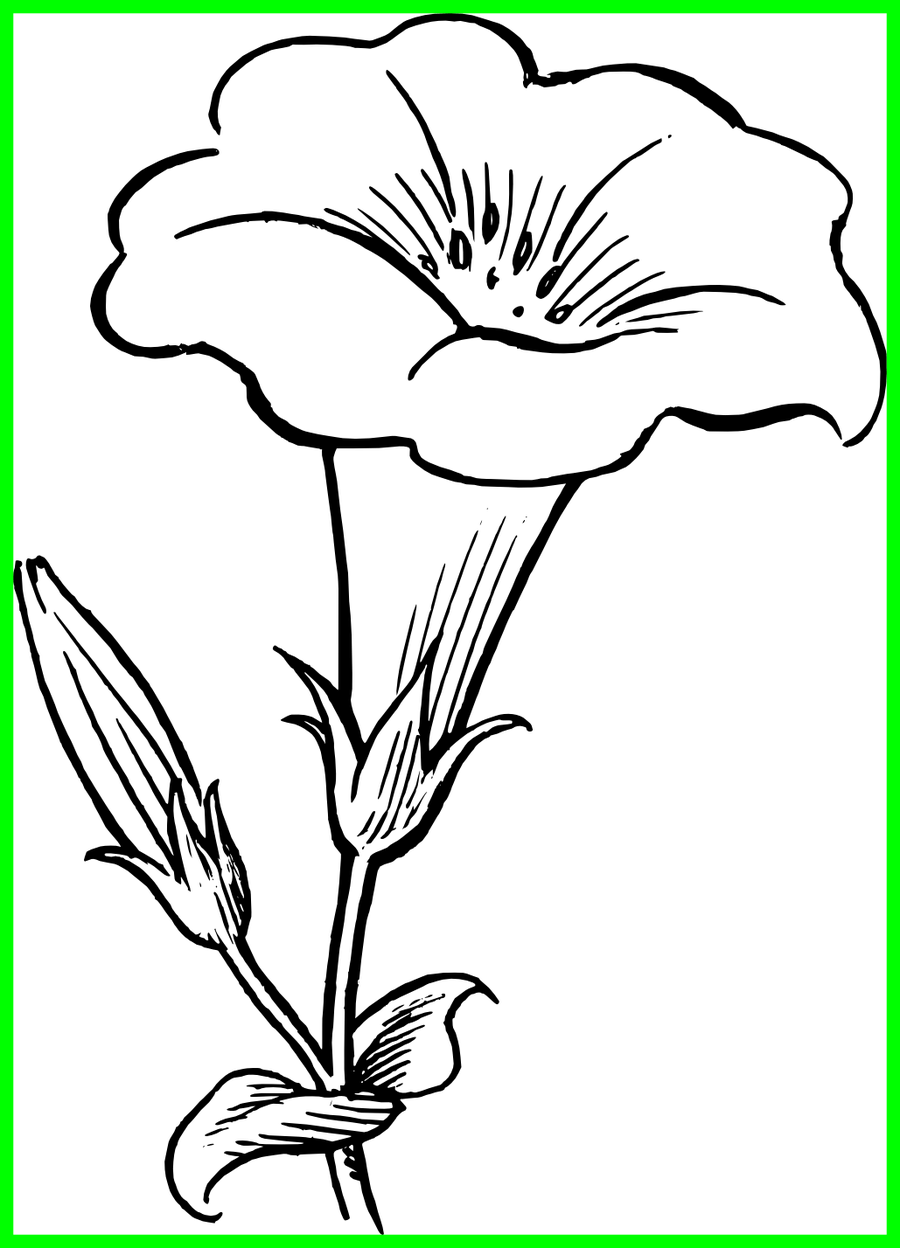 Image Stock Shocking Pencil In Color Pics For Flower - Lily Clipart Black And White (900x1248)