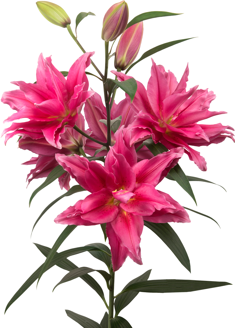 Rio Lilies Roses - Rio Lilies Roses (1100x1100)