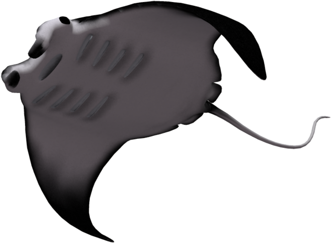 Manta Ray 03 By Wolverine041269 Pluspng - Manta Ray (1024x639)
