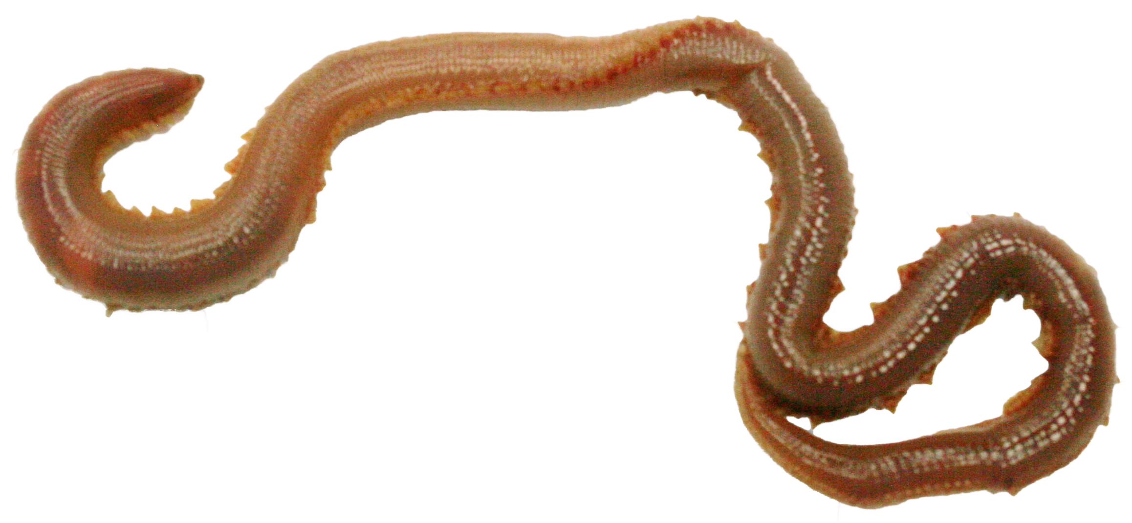 Worms Clipart Transparent Background - Slender Blind Snake (2780x1908)