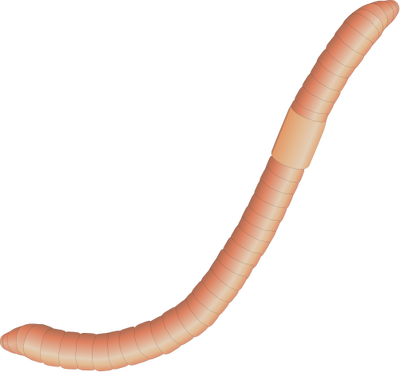 Clip Art Royalty Free Download Lumbricus Spp Illustration - Lumbricus Png (400x372)