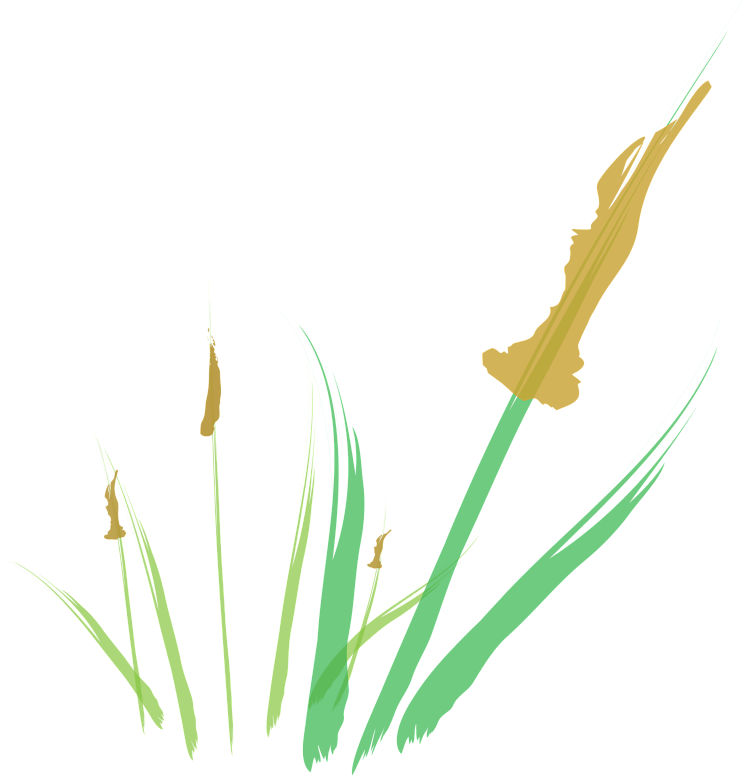 Cattail Abstract Digital Illustration - Illustration (800x800)