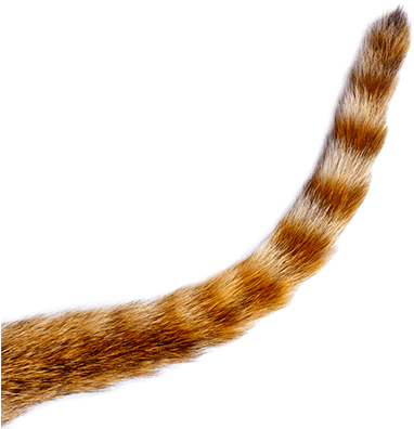 400 X 419 2 - Transparent Cat Tail Png (400x419)