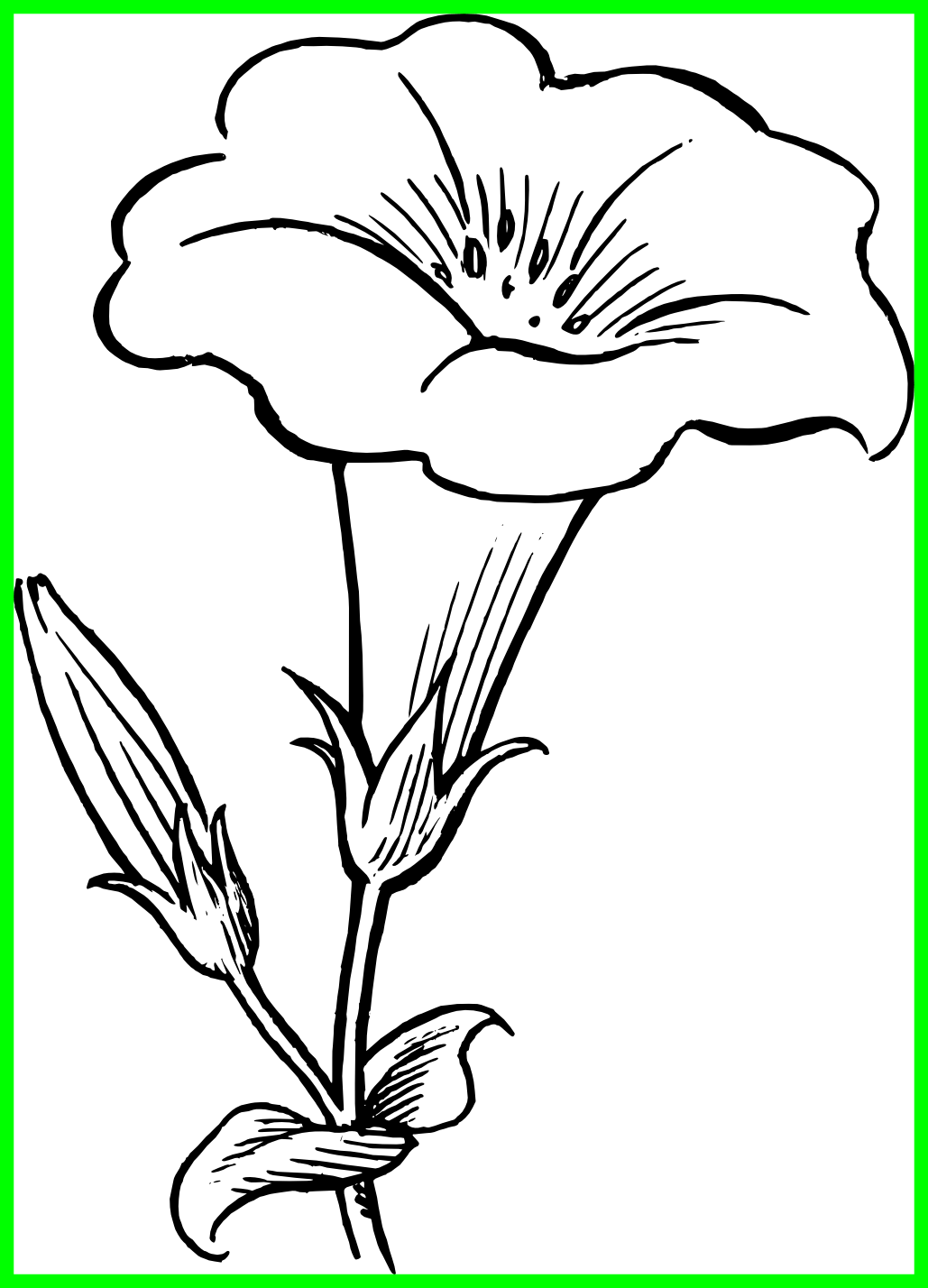 Lily Pad Flower Image Free Library Black And White - Lily Flower Clipart Black And White (1029x1428)