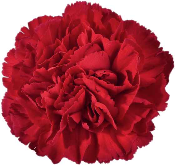 Download Red Carnation Transparent Png - Carnation (616x562)
