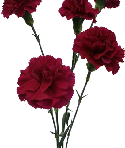 Rose Clipart Carnation - Carnation (640x480)