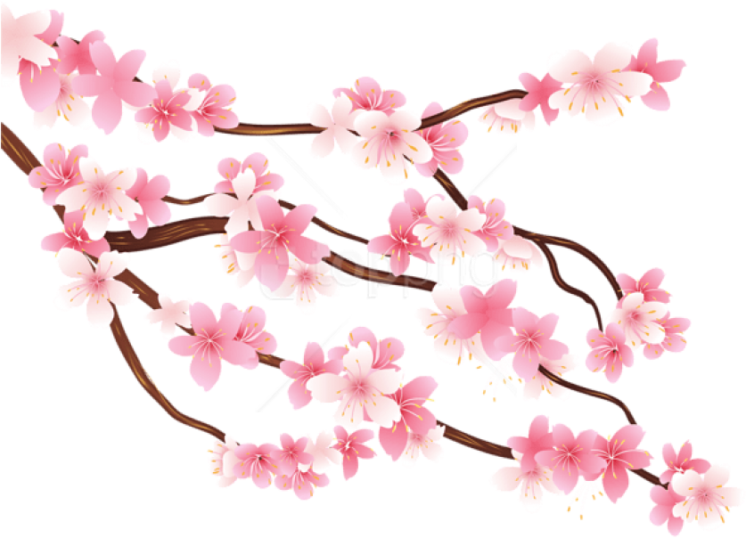 Free Png Download Pink Spring Branch Png Images Background - Transparent Cherry Blossom Png (850x617)