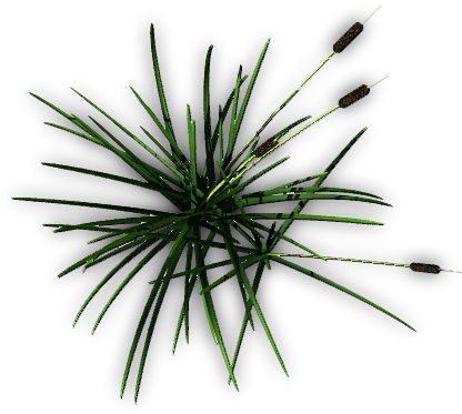Simple Cattail Photos Index Of Mapping Terrain Plants - Grass (448x383)