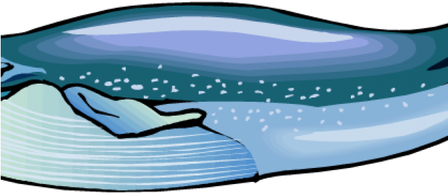 Humpback Whale Clipart - Blue Whale Cartoon Transparent (640x480)