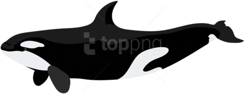 Free Png Download Orca Clipart Png Photo Png Images - Orca Clipart Png (850x326)