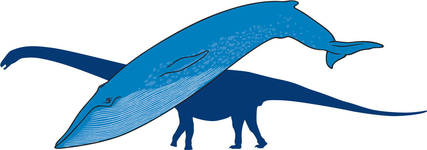 Blue Whale With Outline Of Titanosaur In Background - Whale (1500x608)
