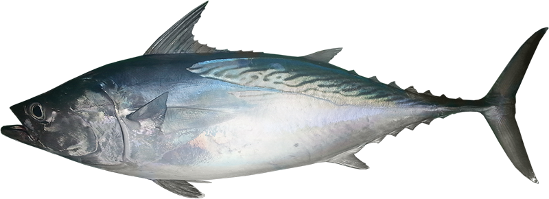 Mackerel Tuna (800x290)