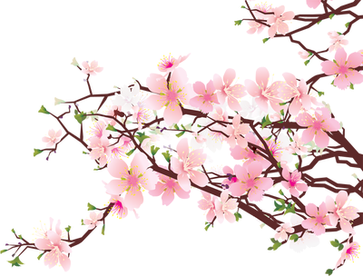 Haiku Poetry - Cherry Blossom Transparent Background (400x304)