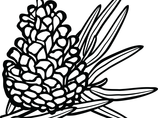 Pine Cone Clipart Sprigs Holly - Conifers Drawing (640x480)