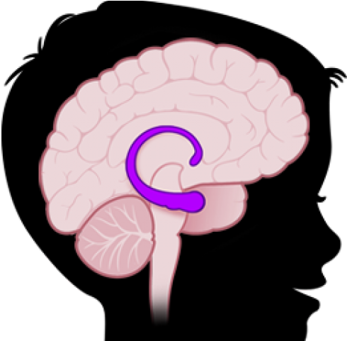 Brains Clipart Amygdala - Hippocampus In Brain Png (640x480)