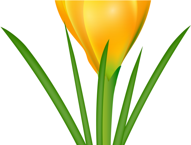 Crocus Clipart Cute Flower Garden - Snow Crocus (640x480)