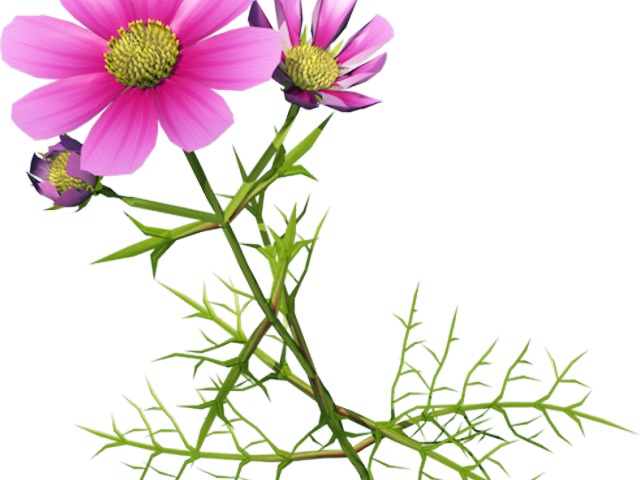 Cosmos Clipart Flower Garden - Clip Art (640x480)