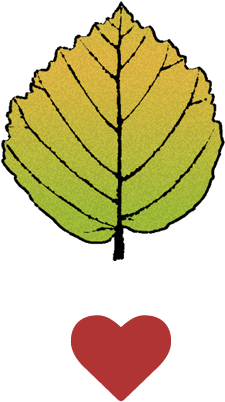 Witch Hazel Emporium - Hazel Leaf Clipart (300x460)