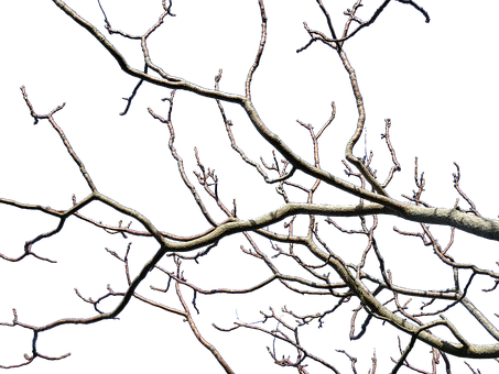 Branches, Tree, Nature, Trees, Wood - Bare Tree Transparent Background (453x340)