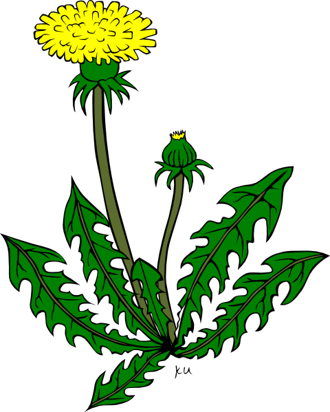 Dandelion Clip Art (480x599)