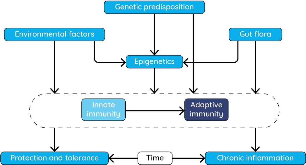 Roles For Genetics And Epigenetics In Inflammatory - Diagram (1030x572)
