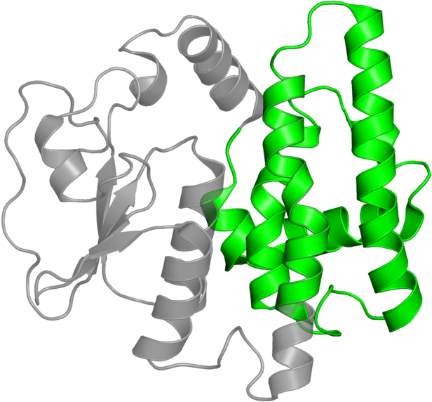<div Class='caption-body'>1 Copy Of Pfam Domain - Illustration (800x800)