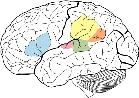 Communication Areas Of The Brain - Broca's Area And Wernicke's Area Png (512x366)