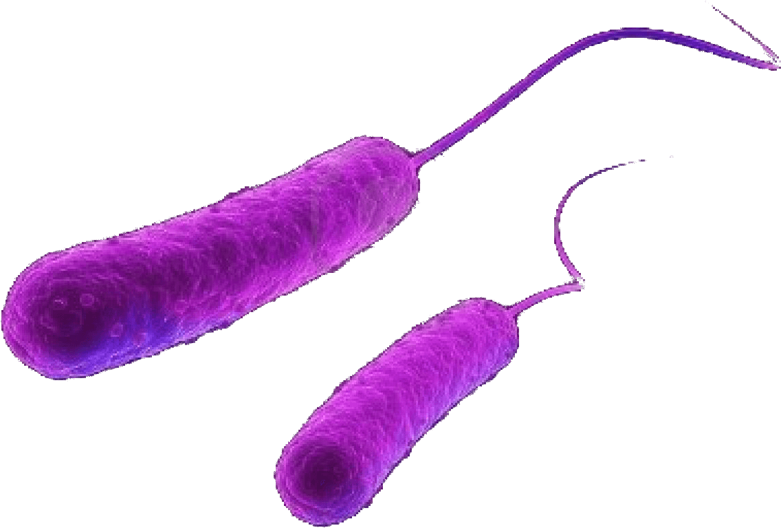 Escherichia Coli Bacteria - E Coli Bacteria Png (1200x900)