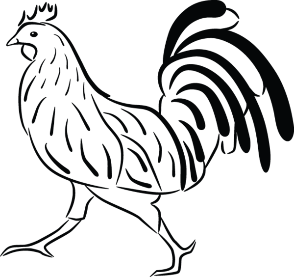 Free Clipart And Chicken - Petelin Pobarvanka (600x564)