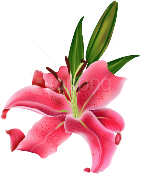 Free Png Download Lily Pink Flower Clipart Png Photo - Lily Flower (480x593)