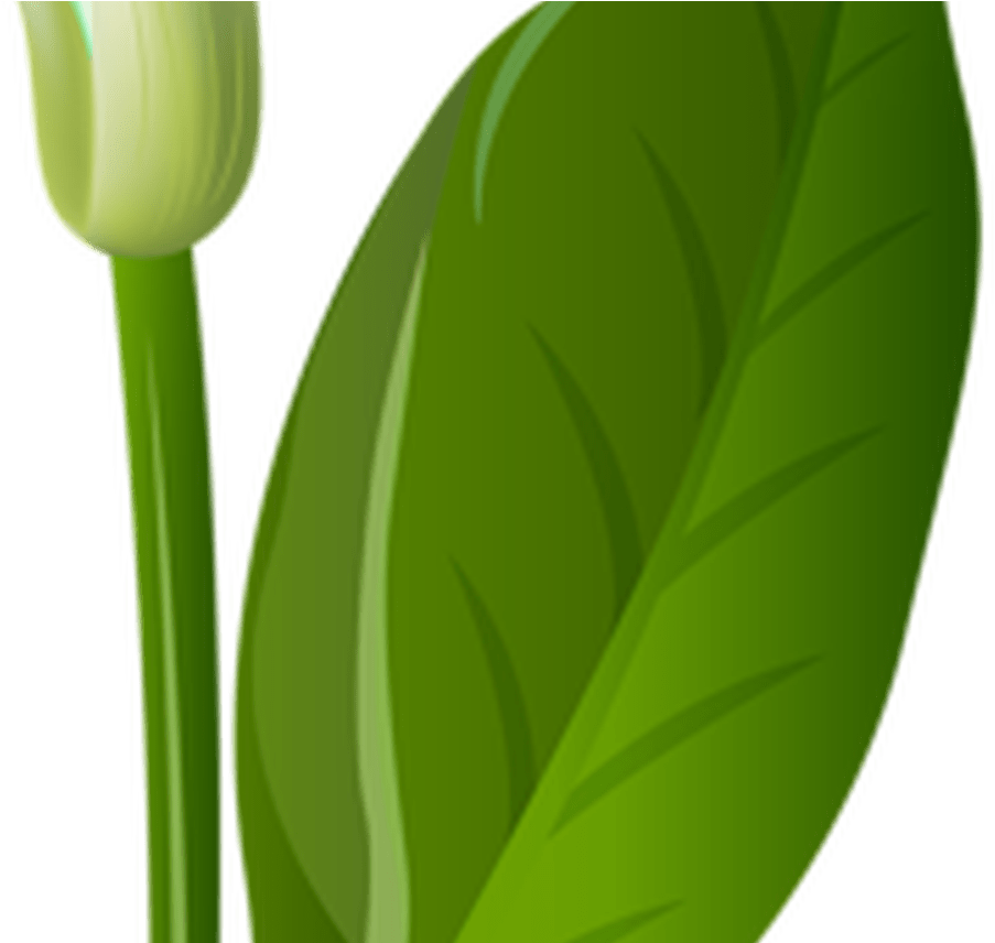 Calla Lily Transparent Png Clip Art Image Gallery - Tulip (1368x855)