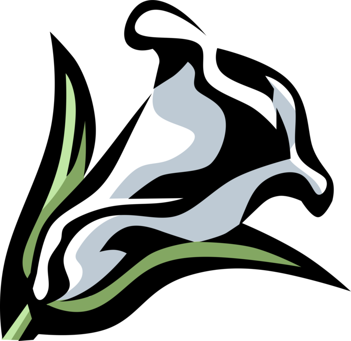 Vector Illustration Of Calla Lily Botanical Horticulture - Clipart Black And White Calla Lily (720x700)