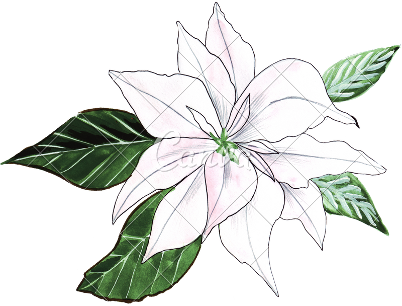 800 X 608 1 - Lilies Watercolor Hand Drawing (800x608)