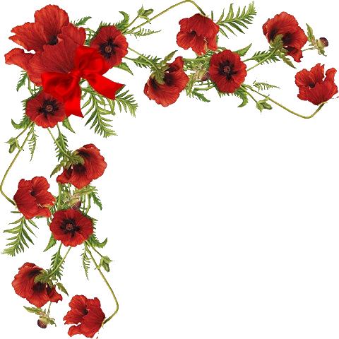 Makovi - Vectores De Rosas Rojas Png (480x480)