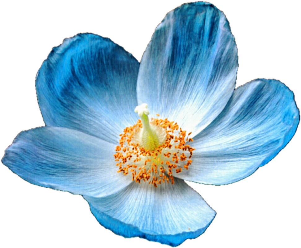 Iceland Blue By Jeanicebartzen On Deviantart Ⓒ - Blue Poppy Flower Png (986x810)