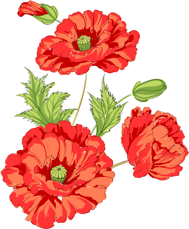 Фото, Автор Soloveika На Яндекс - Corn Poppy (675x800)