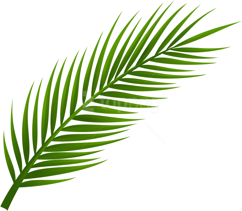 Free Png Download Palm Tree Leaf Clipart Png Photo - Hoja De Palmera Dibujo (850x742)
