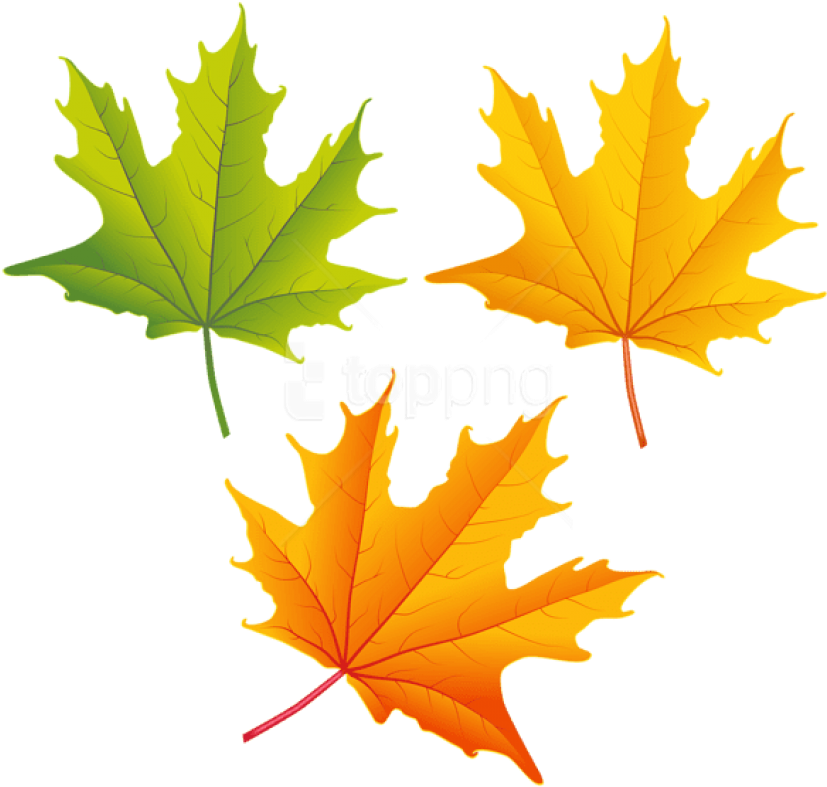 Free Png Download Set Of Autumn Leaves Clipart Png - Autumn Leaves Clipart Png (850x805)