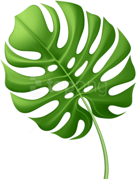 Free Png Download Large Tropical Leaf Clipart Png Photo - Tropical Leaf Clipart Png (481x623)