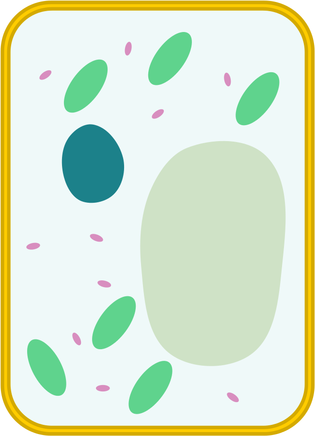 File Simple Diagram Of Blank Svg Wikimedia Ⓒ - Unlabeled Animal And Plant Cells Diagram (775x1023)