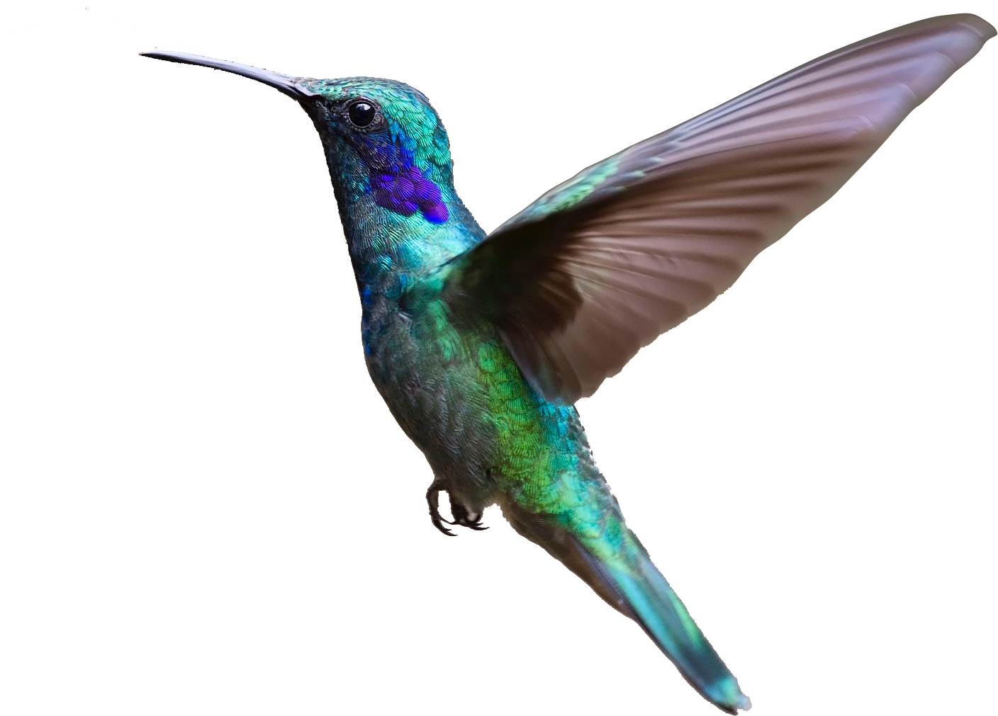 Hummingbird Clipart Purple Hummingbird - Bird Flying Transparent Background (1920x1265)